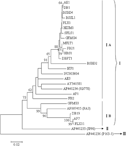 Fig. 2. Phylogenetic analysis of Grapevine virus A (GVA) coat protein (CP) genes. In total, 24 CP sequences representing different sub-isolates within each of 14 isolates were included in the analysis. Six CP sequences from GenBank (accession no. AF441234, AF441235, AF441236, NC003604, AF007415 and AY340581) were used as references. The tree was constructed with MEGA 4.1 using the neighbour-joining method with 1000 bootstrap replicates. Values below 50% were suppressed. The bar represents 0.02 substitutions per site.