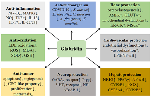 Figure 5 The various pharmacological effects of glabridin are discussed. These effects include anti-inflammation, anti-oxidation, anti-tumor, anti-microorganism, bone protection, cardiovascular protection, hepatoprotection, and neuroprotection. Particularly, NF-κB signaling-mediated inflammatory responses and oxidative stress are involved in many diseases, and glabridin may suppress inflammation and oxidative stress and exhibit benefiting effects in different human systems.