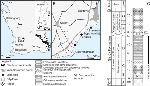 Figure 1. Maps and stratigraphy. A. Southern Sweden with main distribution of Cambrian sediments. The position of the area in B is indicated. B. Main localities along the coast at Brantevik. C. Stratigraphy of the Gislöv Formation, including previous and current trilobite zonation and the levels used by Bergström & Ahlberg (Citation1981) (modified from Cederström et al. Citation2022, fig. 7). The Gislövshammar section is placed at WGS coordinates 55°29′35″N, 14°19′7.5″E. AS = Alum Shale Formation.