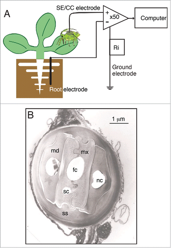 Figure 1. The Electrical Penetration Graph (EPG) re-purposed for whole-plant electrophysiology. (A) Diagram of the general configuration of the EPG rig, which records potential differences between a coarse copper electrode placed within the root medium, and a SE/CC electrode, represented by the stylet bundle of an aphid or other phloem-feeding insect. The insect is integrated into the EPG via an ultra-thin (ø = 18 µm) gold wire immersed into a dried up droplet of silver glue on the aphid's abdomen. Both electrodes feed into a differential amplifier with an inverting input and a non-inverting input. The input resistance (Ri = 1 GΩ) lies between the ground electrode and the point of measurement. (B) Electron micrograph of a transversal section of the stylet bundle of Nasonovia ribisnigri in between cells of Lactuca sativa. Abbreviations used are: fc = food canal, sc = salivary canal, mx = maxillar stylet, md = mandibular stylet, nc = neural canal, ss = salivary sheath. Image courtesy of Freddy Tjallingii.