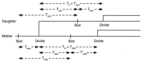 Figure 2 Depiction of time intervals defining inter-division and inter-bud times. The cell cycle time from division to division of the daughter, TD and mother, TM, are related to the division to bud times of the daughter and mother, TdDb and TdMb respectively and to the bud to division times, TbDd and TbMd respectively. This allows us to conclude that the bud to bud times for the daughter and mother, TbDb and TbMb respectively, should have approximately the same statistics as the corresponding division to division times.