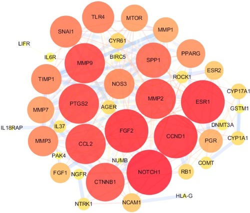 Figure 3 Protein-protein interaction analysis of potential target genes. The nodes represented the proteins, and the edges represented the interrelationships among the proteins. The size and color of the nodes indicate the degree of importance of the targets. The larger the node is, the higher the degree of the importance is, and the degree becomes greater as the color changes from yellow to red. The thickness of the edge indicates the association confidence: the thicker the edge is, the stronger the proteins combined.