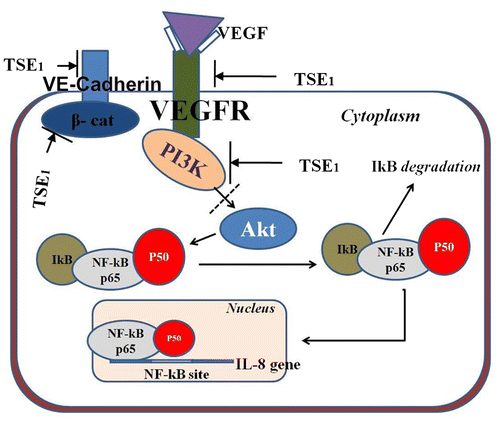 Fig. 9. Hypothetical signal pathway of TSE1 anti-angiogenesis effect from VEGFR-2, β-catenin and PI3-K to NF-kB.Note: These signal molecules were inhibited by TSE1, which lead to inhibition of Akt pathway, subsequently blocked downstream activation and nuclear translocation of NF-ĸB.