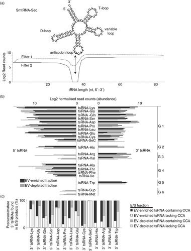 Fig. 6.  Schistosomula release tRNA-derived small RNAs (tsRNA). Reads were mapped against the S. mansoni tRNA database depleted of mitochondrial and pseudo-tRNAs available from geneDB (34) and, using an in-house script, were characterized as 5′ or 3′ tsRNAs. (a) Secondary structure of smtRNA-SeC depicting characteristic cloverleaf shape composed of D-, anticodon, variable and T-loops. Below, the coverage of RNA-seq reads mapping to smtRNA-SeC (85 nucleotides) are quantified to give an example of how 5′ and 3′ tsRNAs were identified for all tsRNAs (using our processing criteria, no full-length tRNAs were identified in our study). Dashed and solid lines represent the reads mapping to smtRNA-SeC and illustrate the sequential steps (Filter 1 and Filter 2) employed by our in-house script as outlined in the Materials and methods. The arrow represents Position 35 (U in bold), which is the terminal nucleotide (initiating from the 5′ end) used to define 5′ tsRNAs (which happens to be in the anticodon loop for smtRNA-SeC). To define 3′ tsRNAs, a maximal length of 50 nt (also represented by the black arrow) initiating from the 3′ tRNA end was used. Clear read peaks can be visualized mapping to both 5′ and 3′ ends of tRNA-SeC. (b) Bar chart represents the tsRNAs (log2 normalized read counts) found in EV-enriched (black bars) or EV-depleted (grey bars) supernatant fractions. G1–G6 represent tsRNA groups displaying specific associations (see text for details). (c) Stacked histogram representation of 3′ tsRNAs derived from precursor tRNAs (lacking the 3′ CCA trinucleotide motif; white or light grey bars, EV-enriched and EV-depleted samples, respectively) or mature tRNAs (containing the 3′ CCA trinucleotide motif; black or dark grey bars, EV-enriched and EV-depleted samples, respectively).