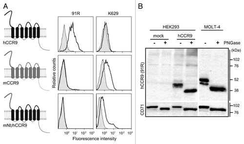 Figure 2. 91R mAb recognizes the human CCR9 N-terminal domain. (A) Diagram of human and mouse CCR9 and the chimeric CCR9 bearing the human CCR9 sequence with the N-terminal domain (Nt) replaced by the murine sequence (mNt/hCCR9); flow cytometry analyses with 91R mAb (anti-hCCR9; open histograms) and isotype-matched control mAb (filled histograms), rabbit polyclonal K629 (anti-mCCR9; open histograms) and rabbit control Ab (filled histograms). (B) Membrane-enriched lysates from pCIneo-, hCCR9-HEK and MOLT-4 cells were used for western blot with 91R; anti-CD71 Ab was used as loading control. Where indicated, cell lysates were PNGase-treated to remove N-glycosylated residues. A representative experiment is shown (n = 2).