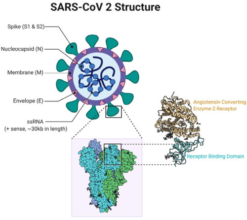 Figure 1 SARS-CoV-2 structure.