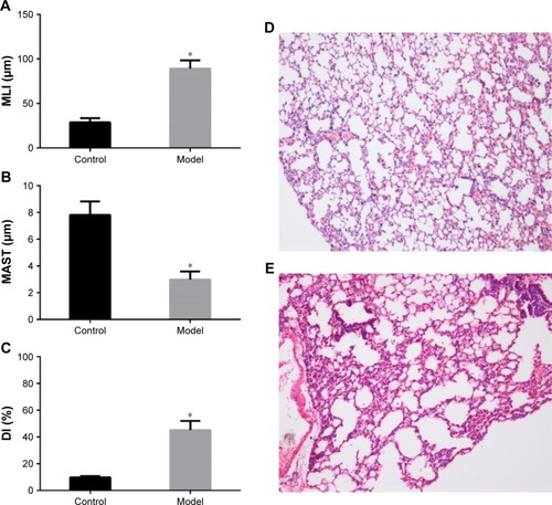 Figure 2 Measurements of the pathological changes in lung of model mice.