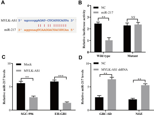 Figure 3 MYLK-AS1 functions as a ceRNA for miR-217 in GBC cells. (A) Target sequences in MYLK-AS1 predicted to bind to miR-217. (B) Wild-type or mutant MYLK-AS1 was transfected into HEK-293T cells with synthetic miR-217 or negative control. Luciferase activity was detected 48 h after transfection. (C and D) miR-217 expression after upregulation or knockdown of MYLK-AS1 expression was detected in GBC cells by using RT-qPCR. The data are represented as the mean ± SD, n = 3. **P < 0.01; ***P < 0.001.