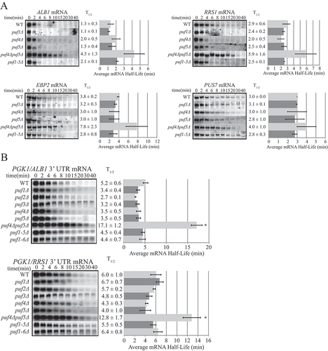 Figure 1. mRNAs involved in ribosome biogenesis are regulated redundantly by Puf4p and Puf5p. Decay analyses are shown of endogenous mRNAs (a) or reporter mRNA constructs PGK1-ALB1 3ʹ UTR and PGK1-RRS1 3ʹ UTR (b) in wild-type (WT), single puf deletion, double puf4Δ/puf5Δ deletion, puf1-5Δ deletion, and puf1-6Δ strains. Representative Northern blots are in the left panels, with average half-life (T1/2) listed to the right of each blot, and a graphical representation of the average half-lives in the right panels. Minutes following transcriptional repression at time 0 are indicated above the blots. Error bars represent standard error of the mean (SEM) and are representative of ≥ 3 trials. Asterisks indicate the only significantly different half-life in the group as determined by one-way ANOVA with Tukey’s post-hoc test (p ≤ 0.005).