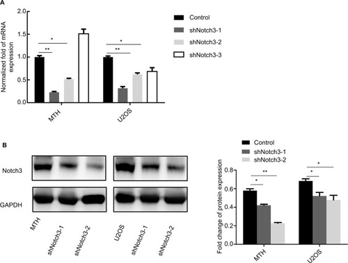 Figure 2 Changes in the Notch3 mRNA (A) and protein (B) expressions after lentiviral transfection.Note: *P<0.05; **P<0.01.
