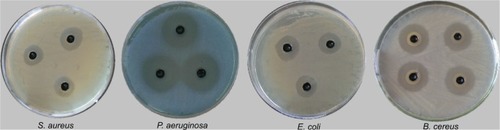 Figure 7 The antibacterial activity of Ppy/ZnO/CS bionanocomposite with 5% ZnO nanoparticle content evaluated by well diffusion method against Staphylococcus aureus, Pseudomonas aeruginosa, Escherichia coli, and Bacillus cereus bacteria (the test repeated three times for each sample).Abbreviations: Ppy, polypyrrole; CS, chitosan; ZnO, zinc oxide.