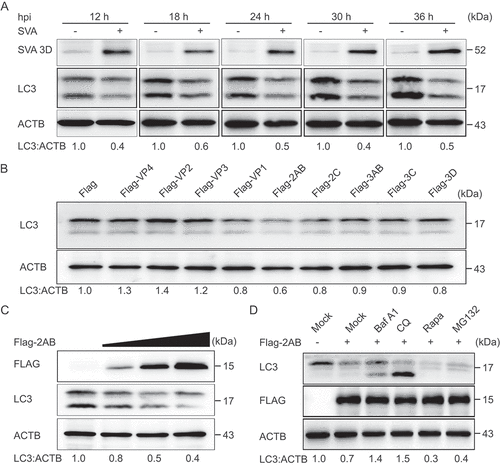 Figure 2. Autophagy is inhibited by SVA 2AB protein in the late stage of viral infection. (A) PK-15 cells were mock-infected or infected with SVA at an MOI (multiplicity of infection) of 1 and harvested at the indicated times. The expression of SVA 3D and LC3 proteins were analyzed by Western blotting. ACTB was used as the sample loading control. (B) 293 T cells were transfected with empty vectors or plasmids encoding Flag-tagged viral proteins for 24 h. The cell lysates were analyzed by Western blotting. (C) 293 T cells were transfected with the increasing concentrations of a vector expressing Flag-2AB for 24 h, and the protein was harvested for Western blotting. (D) 293 T cells were transfected with plasmids encoding Flag-2AB. Twenty-four hours later, the cells were treated with Baf A1 (0.1 μM), CQ (10 μM), Rapa (6.25 μM), or MG132 (5 μM). The cell lysates were then analyzed by Western blotting. Data are means ± SD of triplicate samples. *P < 0.05, **P < 0.01, ***P < 0.001 (two-tailed Student’s t-test).