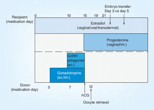 Figure 1. Synchronization scheme typically prescribed to perform egg donation from a young oocyte donor to a menopausal recipient.GnRH: Gonadotropin-releasing hormone; hCG: Human chorionic gonadotropin; im.: Intramuscular; sc.: Subcutaneous.