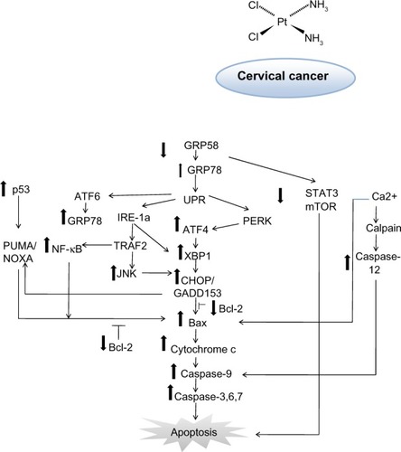Figure 7 Schematic diagram of proposed mechanism of action for GRP58 in cisplatin-induced apoptosis. The pathways involve the endoplasmic reticulum stress-apoptotic-dependent pathway.