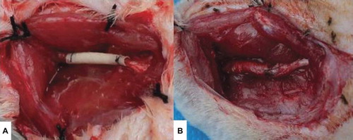 Figure 2. PLGA-SF NCs just after implantation (A) and six weeks after implantation (B).