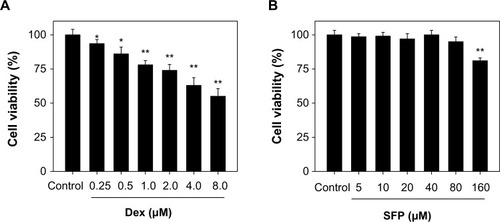 Figure 1 Cytotoxic effects of dexamethasone (Dex) and sulforaphane (SFP) on MC3T3-E1 cells as determined by 3-(4,5-dimethylthiazol-2-yl)-2,5-diphenyltetrazolium bromide (MTT) assay. The cells were treated with Dex and SFP for 24 hours, and the cell viability was examined by MTT assay.