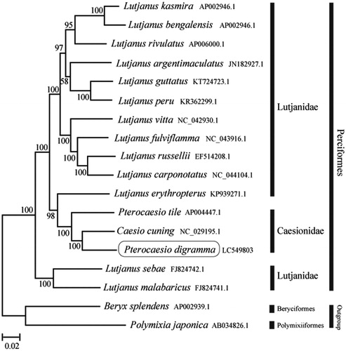 Figure 1. Phylogenetic position of Pterocaesio digramma based on a comparison with the complete mitochondrial genome sequences of 15 related species. The analysis was performed using MEGA 7.0 software. The accession number for each species is indicated after the scientific name.