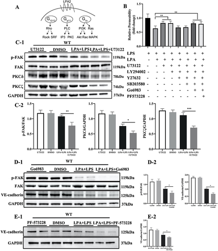 Figure 5 LPA-LPA2 promotes VE-cadherin expression through the PLC-PKC-FAK signaling pathway in MLMECs. (A) Potential signaling pathways associated with LPA2. (B) MLMECs were treated with various pathway inhibitors (LPA2 inhibitor H2L518636, PLC inhibitor U73122, PI3K inhibitor LY294002, ROCK inhibitor Y27632, MAPK inhibitor SB203580, PKC inhibitor Go6983, FAK inhibitor PF-573228), and their effects on expression of VE-cadherin were analyzed by Western blot (n=6). (C-1) MLMECs were treated with the PLC inhibitor, and Western blot was performed to assess changes in the corresponding signaling pathway molecule. (C-2) Quantitative analysis of the Western blot data in (C-1) (n=6). (D-1) Expression levels of p-FAK, FAK and VE-cadherin were detected following treatment with PKCδ/PKCζ inhibitors. (D-2) Quantitative analysis of the Western blot data in D-1 (n=6). (E-1) Expression levels of VE-cadherin in MLMECs were assessed following treatment with the FAK pathway inhibitor. (E-2) Quantitative analysis of the Western blot data in E-1 (n=6), *p < 0.05, **p < 0.01, ***p < 0.001 vs LPA+LPS group.