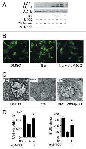 Figure 9. Itraconazole-induced cholesterol redistribution induces autophagy. (A) U87 cells were treated with itraconazole (5 μM) in the presence of MβCD (1 mg/ml), cholesterol (20 μg/ml) or the MβCD-cholesterol complex (containing 1 mg/ml MβCD and 20 μg/ml cholesterol) for 36 h. Conversion of LC3-I to LC3-II was examined by immunoblot. ACTB was used as the internal control for LC3. The data are representative of 3 independent experiments. (B) U87 cells were treated with itraconazole (5 μM) in the presence or absence of the MβCD-cholesterol complex (containing 1 mg/ml MβCD and 20 μg/ml cholesterol) for 36 h. Formation of endogenous LC3 puncta was examined via immunofluorescence staining using a fluorescence microscope. The data are representative of 3 independent experiments. (C) U87 cells were treated with DMSO or 5 μM itraconazole for 36 h in the presence or absence of the MβCD-cholesterol complex (containing 1 mg/ml MβCD and 20 μg/ml cholesterol). The formation of autophagic vacuoles was examined by TEM. The data are representative of 3 independent experiments. (D) U87 cells were treated with itraconazole (5 μM) in the presence or absence of the MβCD-cholesterol complex (containing 1 mg/ml MβCD and 20 μg/ml cholesterol) for 36 h. Cell proliferation was determined by the MTT assay (left panel) or the BrdU incorporation assay (right panel). The data are representative of 4 independent experiments for the MTT assay, and 3 independent experiments for the BrdU incorporation assay. *P < 0.05; Ch/MβCD, MβCD-cholesterol complex; Itra, itraconazole.