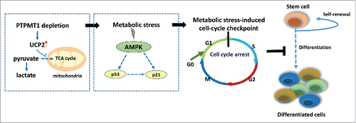 Figure 1. The metabolic stress-induced cell cycle checkpoint in PTPMT1-depleted HSCs. PTPMT1 deficiency enhances the activity of mitochondrial uncoupling protein 2 (UCP2), which inhibits pyruvate oxidation in the mitochondria, and thus impairs the metabolic shift from glycolysis to OXPHOS that is required for HSC differentiation. This metabolic stress activates AMPK, which in turn turns on the G1/S cell cycle checkpoint, leading to cell-cycle arrest in a subset of HSCs and a differentiation block.