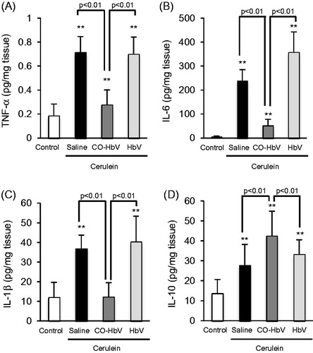 Figure 5. The levels of (A) TNF-α, (Β) IL-6, (C) IL-1β, and (D) IL-10 in the pancreas of acute pancreatitis model mice. Pancreas tissue collected at 12 h after the start of cerulein administration. Data are mean ± S.D. (n = 6 per group). **p < .01 versus control.