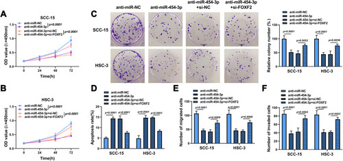 Figure 6 FOXF2 knockdown alleviated the inhibitory effects of anti-miR-454-3p on the progression of OSCC cells. SCC-15 and HSC-3 cells were transfected with anti-miR-NC, anti-miR-454-3p, anti-miR-454-3p + si-NC or anti-miR-454-3p + si-FOXF2. (A–C) Cell proliferation was determined using CCK8 and colony formation assays. (D) Cell apoptosis was explored by flow cytometry. (E and F) Cell migration and invasion was assessed by Transwell assay.