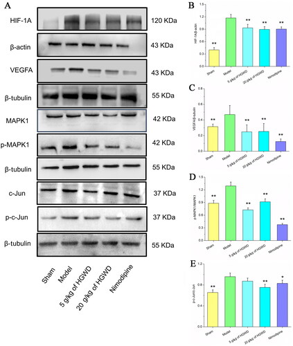 Figure 9. HGWD reduced neuronal damage in MCAO rats through HIF-1 signalling pathway. (A) Western blotting was utilized to examine the levels of HIF-1A, VEGFA, MAPK1, p-MAPK1, c-Jun, and p-c-Jun. Integrated density data were quantified (B-H). the results (B-F), respectively, showed the expression of HIF-1A, VEGFA, the ratios of p-MAPK1/MAPK1, and p-c-Jun/c-Jun in the brains of rats for five groups. All data were shown as mean ± SD. (n = 3, *p < 0.05, **p < 0.01 compared with the model group).