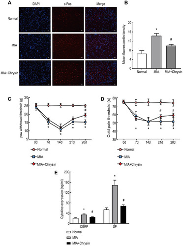 Figure 3 Chrysin Alleviated Pain and Increased the Cold Pain Threshold (s) and PWT (g) in Vivo. (A) and (B) c-Fos immunofluorescence was increased in the DRG of MIA-treated rats, compared to the Normal group, 200x, Scale bar=200 μm. (C) and (D) PWT and cold pain threshold of each group. (E) CGRP and SP levels in rat serum were detected by ELISA. The statistical data of the three independent experiments are expressed as the mean ± SD, and significant differences among the groups are shown as *P < 0.05 vs the Normal group and #P < 0.05 vs the MIA group.