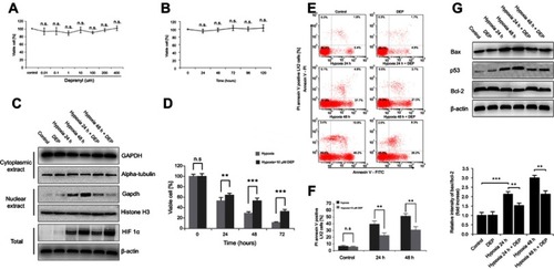 Figure 2 Deprenyl inhibits the hypoxia-induced nuclear translocation of GAPDH and protects LX2 cells from apoptosis. (A and B) Deprenyl toxicity was detected using the MTT assay. LX2 cells were exposed to different concentrations of deprenyl for 48 hrs (A) or to 10 µM deprenyl for different times (B). LX2 cells were exposed to hypoxia for different periods after preincubation with 10 µM deprenyl. (C) The effect of deprenyl on hypoxia-induced nuclear GAPDH accumulation. (D) Cell viability was measured using the MTT assay. (E and F) Cell apoptosis was detected using annexin V-FITC/PI double staining and flow cytometry (E), and bar graphs (F) show the effect of deprenyl on apoptosis. (G) The effect of deprenyl on the levels of apoptotic proteins in LX2 cells. Untreated samples served as controls.Note: Data are presented as the mean ± SEM. n.s., not significant, *p<0.05, **p<0.01, ***p<0.001, n=3.Abbreviations: GAPDH,  glyceraldehyde-3-phosphate dehydrogenase; DEP, deprenyl.