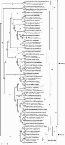 Figure 2. Unrooted phylogenetic tree of different NDV strains based on complete sequence of the F genes of NDVs in Class I and Class II. Genotype and sub-genotype groupings are shown on the right. The evolutionary history was inferred using the Maximum Likelihood method (Tamura et al., Citation2011; Diel et al., Citation2012). Analysis was conducted using the Kimura 2-parameter method with 1000 bootstrap replicates in MEGA 6.02. The phylogenetic tree was drawn to scale with the highest log-likelihood (–3428.94), with branch lengths measured as the number of substitutions per side. No discrete gamma distribution was used to model evolutionary rate difference among sites (uniform rates). All positions containing gaps and missing data treatment were partial deletion with a site coverage cut-off 95%. First, second, third and non-coding positions were included. Toggling the display of branch lengths was shown above the branches. The NDV strain used in this study is indicated by a filled black circle. NDV strains used in Class I and Class II are referred to in the literature (Kim et al., Citation2007; Diel et al., Citation2012; Liu et al., Citation2013; Fan et al., Citation2015; Wu et al., Citation2015).