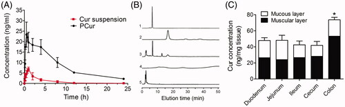 Figure 6. (A) Plasma concentration–time curves of Cur suspension and PCur after oral administration at the dose of 50 mg/kg Cur (n = 6); (B) HPLC analysis: (1) Cur (5 μg/mL), (2) PCur (100 μg/mL), (3) intestinal perfusate from mice receiving PCur, (4) PEG, (5) blank intestinal perfusate from mice receiving PBS; (C) quantitative assay of Cur in mucous and muscular layers from different intestinal segments, *p < 0.05 versus other groups.