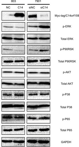 Figure 4 C14orf159 abrogated the phosphorylation of ERK and P90RSK.Notes: Expression level of phosphorylated ERK and its downstream factor P90RSK was decreased on overexpression of C14orf159 in 803 cells and was correspondingly elevated following depletion of C14orf159 with siRNA in 7901 cells. Data are mean ± SEM from three independent experiments.Abbreviations: NC, negative control; SEM, standard error of the mean.