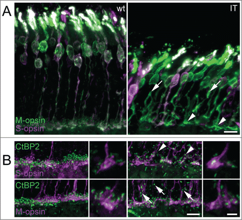 Figure 4. M- and S-cone morphology in wild type and Cav1.4-IT mouse retina. (A) Sections of transverse retina double-labeled with antibodies against M-opsin (green) and S-opsin (magenta). In Cav1.4-IT mice, both S- and M-opsin cones were shorter and structurally degenerated. Axons formed branches and showed numerous varicosities (arrows). Synaptic terminals were enlarged and misshaped (arrowheads). (B) Triple-staining for synaptic ribbon marker CtBP2 (green) and S- and M-cone opsin (magenta). Wild type mice showed mature horseshoe-shaped synaptic ribbons in both S- and M-cone pedicles whereas Cav1.4-IT ribbons in S- and M-cone pedicles were variable in morphology. Ectopic synapses in the outer nuclear layer (arrows and arrowheads) were more numerous in the Cav1.4-IT retina and never associated with cone markers. Scale bar 10 µm; higher magnification 5 µm.