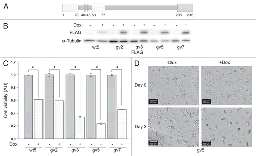 Figure 1 Expression of Chp reduces viability of PC12TetOn cells. (A) Schematic structure of Chp GTPase. N-terminal proline-rich domain (amino acids 1–28), effector domain (53–77), C-terminal domain (208–236) and conserved amino acids G40 and S45 are shown by boxes. N-terminal domain binds to the SH3 domain of adaptor protein Grb2.Citation9 Effector domain is supposed to mediate binding to effector proteins. C-terminal domain is subjected to palmitoylation and regulates subcellular targeting of Chp.Citation9,Citation10 Substitution of Gly40 for Val (G40V) renders Chp constitutively active (GTP-bound). Substitution of Ser45 for Asp (S45N) renders Chp inactive (GDP-bound). (B) PC12TetOn clones with inducible expression of FLAG-Chp (wt5) and FLAG-ChpG40V (gv2, gv3, gv5 and gv7). Cells were grown on plastic for 48 hrs in the presence (+) or absence (−) of DOX. Cell lysates were analyzed by western blotting with indicated antibodies. (C) Quantification of cell viability in PC12TetOn clones grown for 7 days on collagen IV in 96-well plate in the presence (+) or absence (−) of DOX. Data are presented in arbitrary units (AU) of cellular dehydrogenase activity as mean values of three independent measurements ± SD indicated by error bars. Viability of non-treated cells (−) is set as 1.0. The data are representative of at least three independent experiments for each clone. An unpaired t-test was used to calculate two-tailed p-value. Expression of both wild type (wt5 clone) and active form (gv2, gv3, gv5 and gv7 clones) of Chp resulted in statistically significant decrease in viability of PC12TetOn cells. *p < 0.005. (D) Representative images of the same well of PC12gv5 cells grown as in (C) at the day of DOX addition (Day 0) and after 3 days (Day 3) of incubation in DOX-containing medium or medium without DOX are shown. On the day 3, the number of cells incubated with DOX-containing medium is clearly lower than the number of cells cultured in medium without DOX. Scale bar-100 µm.