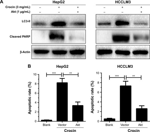 Figure 7 Analyzing the role of Akt/mTOR signaling in crocin-induced autophagic apoptosis of HepG2 and HCCLM3 cells.