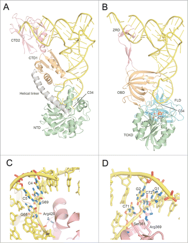 Figure 4 (See previous page). Comparison of tRNA recognition by TilS and TiaS. (A) Overall structure of the GkTilS-tRNAIle2 complex. The NTD, CTD1, and CTD2 are green, brown, and pink, respectively. The helical linker that connects NTD and CTD1 is gray. tRNAIle2 is yellow. (B) Overall structure of the AfTiaS in complex with tRNAIle2 and ATP. The TCKD, FLD, OBD, and ZRD are depicted in green, cyan, brown, and pink, respectively. ATP is represented as a stick model, and its carbon atoms are depicted in white. (C) Interactions between GkTilS CTD2 and the tRNAIle2 acceptor stem. (D) Interactions between AfTiaS ZRD and the tRNAIle2 acceptor stem. Hydrogen bonds are represented by dotted lines.