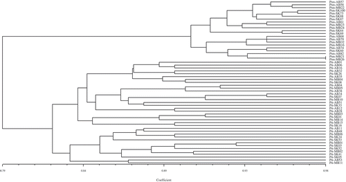 Fig. 6 Genetic similarity of 36 P. teres f. teres (Ptt) and 21 P. teres f. maculata (Ptm) isolates collected from western Canada. Cluster analysis revealed that all isolates clustered in two distinct divergent groups conforming to either Ptt or Ptm, with no intermediate cluster between the two forms. The dendrogram was produced using the unweighted pair-group method using the arithmetic means (UPGMA) procedure and simple similarity coefficient with NTSYSpc ver. 2.2.