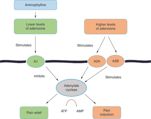 Figure 1. Proposed concentration-dependent mechanism of adenosine in pain relief or induction.