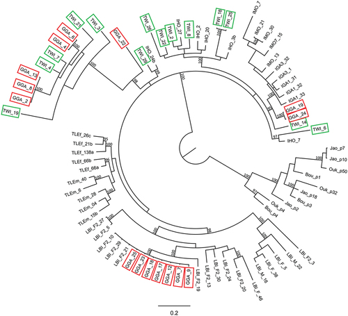 Figure 3. Bayesian tree depicting the phylogenetic relationships among IMO-TaqI satDNA repeats isolated from Trogonophis wiegmanni (TWI, green box) and Gallotia galloti (GGA, red box) and compared to other Lacertibaenia representatives (Jao, Ouk, Bou: Atlantolacerta andreanskyi; IGA: Iberolacerta galani; IHO: Iberolacerta horvathi; IMO: Iberolacerta monticola; LBI, Lacerta bilineata; TLE: Timon lepidus). At nodes only posterior probability values > 95% (BA) are reported.