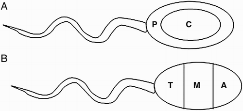 Figure 2.  The schematic representation of the sperm nucleus. A) Radial cell division: P - peripheral, C – central (equally divided). B) Longitudinal cell division: A - acrosomal region, M - medial region, T - tail region (equally divided).