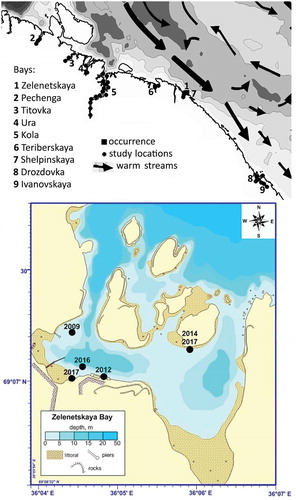 Figure 1. The study area on the Murman Coast. Inset: Zelenetskaya Bay, indicating where Ulva lactuca was found in 2009–2017.