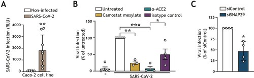 Figure 2. SARS-CoV-2 pseudovirus utilizes both the cell-surface entry route as well as the autophagy intracellular pathway to infect intestinal epithelial cells (A) Viral infection of Caco-2 cell line, determined by luciferase activity (RLU). Caco-2 cells were cultured to approximately 80% confluency, prior to infection with SARS-CoV-2 pseudovirus for 72 h. Open circles represent individual replicates, n = 8. **P < 0.05, unpaired. (B) Viral infection of Caco-2 cells pre-treated for 16 h with α-ACE2-antibody or isotype control, camostat mesylate, or left untreated, and subsequently exposed to SARS-CoV-2 pseudovirus for 72 h, determined by luciferase activity (RLU). Open circles represent individual replicates, n = 3–4, and data were normalized to the infected but untreated control. **P < 0.01, ***P < 0.001, One-sample t-test. α-ACE2-antibody versus isotype control *P < 0.044, Unpaired t-test. (C) Viral infection of Caco-2 cells upon transfection with control siRNA, or siSNAP29 followed by exposure to SARS-CoV-2 pseudovirus for 72 h, determined by luciferase activity (RLU). Open circles represent individual replicates, n = 4, and data were normalized to the infected siRNA treated control. *P < 0.05, One-sample t-test.