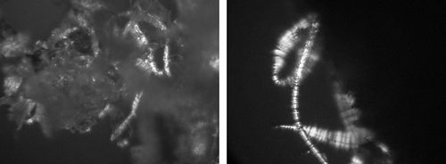 Figure 12 Forms of sugar crystals appearing on the surface of a freeze-dried strawberry not subjected to osmotic dehydration (II) after a year's storage. (a) Fragment of the surface layer—zoom 600×; and (b) Crystal of fibrous structure on the surface—zoom 1200×.