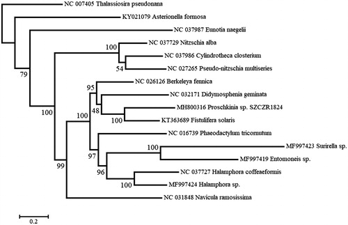 Figure 1. Maximum likelihood phylogeny obtained on concatenated mitochondrial genes (cox1, cox2, cox3, cob, nad2, nad4, nad5, and nad11) of Proschkinia sp. and other diatoms, with Thalassiosira pseudonana being the outgroup. Numbers next to nodes are support values obtained after 100 bootstrap replicates.