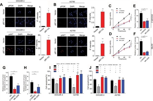 Figure 2 (A) The immunofluorescence and intensity of p-PI3K and p-AKT in OVCAR-3-Vector cells and OVCAR-3-pB7-H3 cells. The scale bar is 15 μM. (B) The immunofluorescence and intensity of p-PI3K and p-AKT in A2780-Vector cells and A2780-pB7-H3 cells. The scale bar is 15 μM. (C) The cell viability of Negative control (NC, OVCAR-3-pB7-H3) cells, A2780-pB7-H3 cells was treated with LY294002 (15 μM) or MK-2206 (0.5 μM) measured using the CCK-8 assay for 0 hr, 24 hrs, 48 hrs or 72 hrs. Mean ± SEM, n = 3. (D) The cell viability of Negative control (NC, A2780-pB7-H3) cells, A2780-pB7-H3 cells was treated with LY294002(15μM) or MK-2206(0.5μM) measured using the CCK-8 assay for 0 hr, 24 hrs, 48 hrs or 72 hrs. Mean ± SEM, n = 3. (E, F) The effect of B7-H3 over-expression on OVCAR-3 cells or A2780 cells treated with or without LY294002(15 μM) or MK2206 (0.5 μM) was assessed by a colony formation assay. Mean ± SEM, n = 3. (G, H) Formation of xenografts by B7-H3 over-expression OVCAR-3 cell and A2780 cells treated with or without LY294002 (15 μM) or MK2206 (0.5 μM). A total of 1 × 105 cells was subcutaneously injected in each NSG mouse (n=10). All mice were sacrificed 4 weeks after injection, and the number of subcutaneous tumors was recorded. Mean ± SEM, n = 10. (I) OVCAR-3-pB7-H3 cells were treated with PBS, PTX combined with LY294002 (15 μM) and PTX combined with MK-2206 (0.5 μM) for 30 hrs. Then, the cells were tested for apoptosis by FCM. Mean ± SEM, n = 3. (J) A2780-pB7-H3 cells were treated with PBS, PTX (40 μM), cisplatin (50 μM), cisplatin combined with LY294002 (15 μM) and cisplatin combined with MK-2206 (0.5 μM) for 24 hrs. Then, the cells were tested for apoptosis by FCM. Mean ± SEM, n = 3. *p < 0.05; **p < 0.01; ns, not significant.Abbreviations: PTX, paclitaxel; CIS, cisplatin.