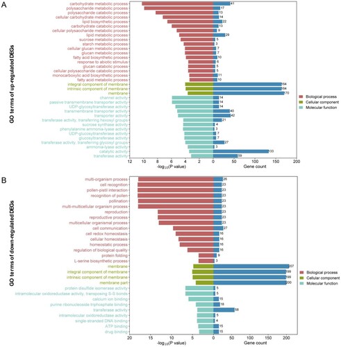 Figure 4. The Gene Ontology (GO) enrichment analysis of up-regulated (A) and down-regulated (B) DEGs. The horizontal axis represents the –log10 (P value) and number of genes of terms related to biological processes, cellular components, and molecular functions. The vertical axis shows the GO term names. The number of genes for each term is shown on the right in blue on the histogram.