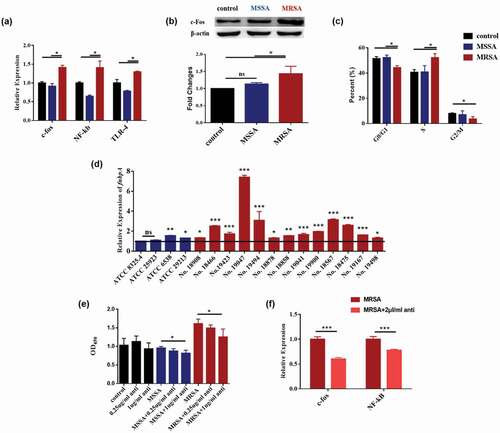 Figure 3. MRSA activated c-fos and TLR4/NF-κB/MAPK signaling pathway by upregulating fnbpA and arresting the cell cycles of Cal27 cells. (a) The expressions of c-fos, NF-κB and TLR-4 genes of Cal27 cells from MRSA, MSSA and control groups (n = 3). (b) Protein expression levels of c-fos of Cal27 cells from MRSA, MSSA and control groups (n = 3). (c) The effects of MRSA and MSSA on cell cycles of cal27 (n = 3). *p < 0.05. ns, no statistical difference. (d) The expression of fnbpA in S. aureus strains (n = 4). (e) FnBPA protein antibody reduced the effects of S. aureus strains on Cal27 cell proliferation (n = 5). (f) FnBPA protein antibody reduced the expression of c-fos and NF-κB genes from Cal27 cells (n = 4). *p < 0.05; **p < 0.01; ***p < 0.001. ns, no statistical difference.