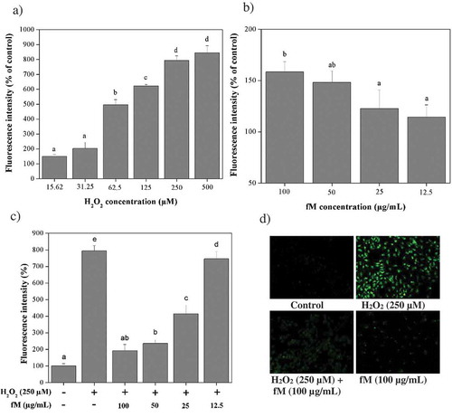 Figure 4. Retinoprotective effect of fraction M (fM) against H2O2-induced intracellular ROS production in ARPE-19 cells. a) Intracellular ROS production in cells exposed to different concentrations of H2O2. b) Intracellular ROS production in cells treated with different concentrations of fM during 24 h. c) Intracellular ROS production in cells treated with and without 250 μM H2O2 and fM at different concentrations per 24 h, (-) stimulus not used, (+) stimulus used. d) Microscopic visualization of the effect of fM on H2O2-induced intracellular ROS production. Images were selected as representative data from three independent experiments (at 20x). Control: not stimulated cells. Each value represents the mean ± SD of three independent experiments (P ≤ 0.05); Tukey´s least significant difference test.Figura 4. Efecto retinoprotector de la fracción M (fM) contra la producción de ROS intracelular inducida por H2O2 en células ARPE-19. a) Producción intracelular de ROS en células expuestas a diferentes concentraciones de H2O2. b) Producción intracelular de ROS en células tratadas con diferente concentración de fM durante 24 horas. c) Producción intracelular de ROS en células tratadas con y sin H2O2 250 μM y fM a diferentes concentraciones por 24 horas; (-) estímulo no utilizado, (+) estímulo utilizado. d) Visualización microscópica del efecto de fM sobre la producción de ROS intracelular inducida por H2O2. Las imágenes se seleccionaron como datos representativos de tres experimentos independientes (a 20x). Control: células no estimuladas. Cada valor representa la media ± DE obtenida en tres experimentos independientes (P ≤ 0.05); prueba de diferencia menos significativa de Tukey