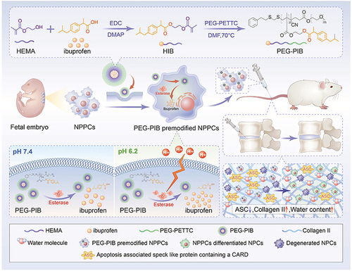 Figure 4 General schematic of synthesis of esterase-responsive ibuprofen nano-micelles (PEG-PIB) to pre-modify embryo-derived long-term expandable nucleus pulposus progenitor cells (NPPCs) for synergistic transplantation in intervertebral disc degeneration. Reprinted from Xia KS, Li DD, Wang CG, et al. An esterase-responsive ibuprofen nano-micelle pre-modified embryo derived nucleus pulposus progenitor cells promote the regeneration of intervertebral disc degeneration. Bioact Mater. 2023;21:69–85. Creative Commons.Citation102