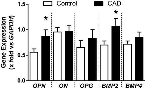 Figure 1 mRNA expression of genes related with calcification of atherosclerotic plaque. Data are shown as media ± SE. *Student´s t-test, p < 0.05.Abbreviations: OPN, osteopontin; ON, osteonectin; OPG, osteoprotegerin; BMP, bone morphogenetic protein; GAPDH, glyceraldehyde 3-phosphate dehydrogenase.